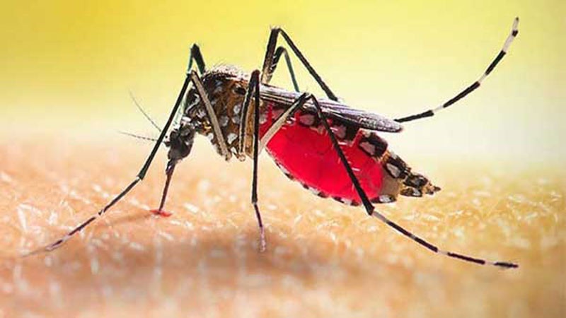 ডেঙ্গুতে আরও মৃত্যু ১